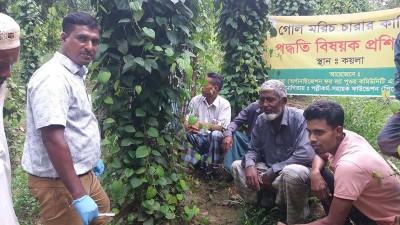 মিরসরাইয়ে গোলমরিচের চারা কাটিং প্রশিক্ষণ