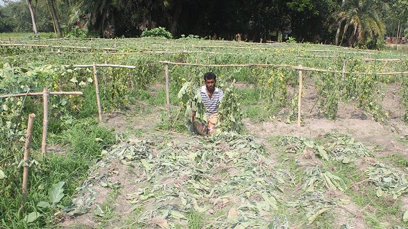 শত্রুতা করে সবজি গাছ উপড়ে ফেলল দুর্বৃত্তরা