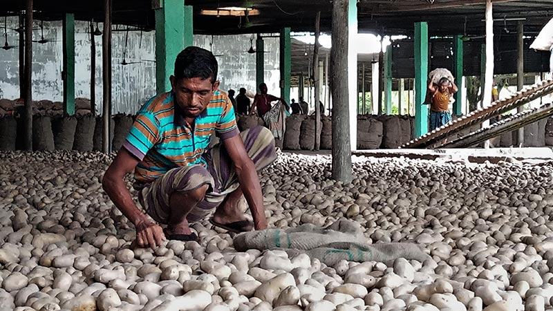 রংপুর অঞ্চলে আলু আবাদ নিয়ে দোটানায় কৃষক