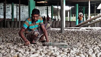 রংপুর অঞ্চলে আলু আবাদ নিয়ে দোটানায় কৃষক
