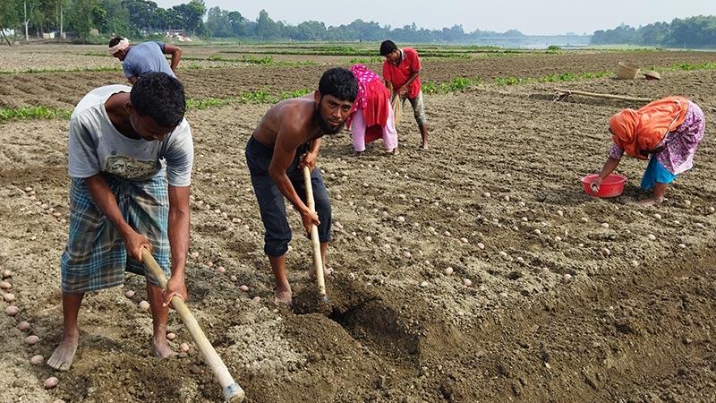 দিনাজপুরে আগাম আলুতে স্বপ্ন বুনছেন কৃষক