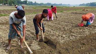 দিনাজপুরে আগাম আলুতে স্বপ্ন বুনছেন কৃষক