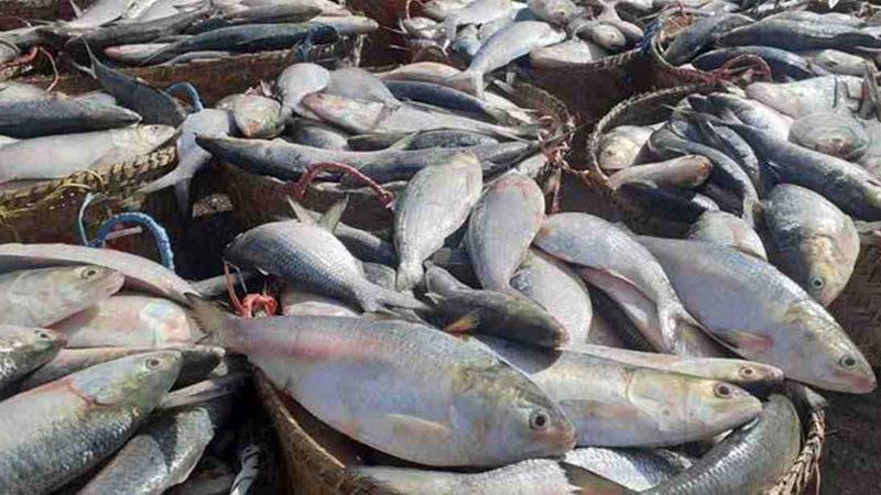 ১০ দিনে ৯০ টন ইলিশ রফতানি হলো ভারতে