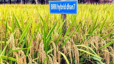 হাইব্রিড ধানে আকর্ষণ নেই কৃষকের