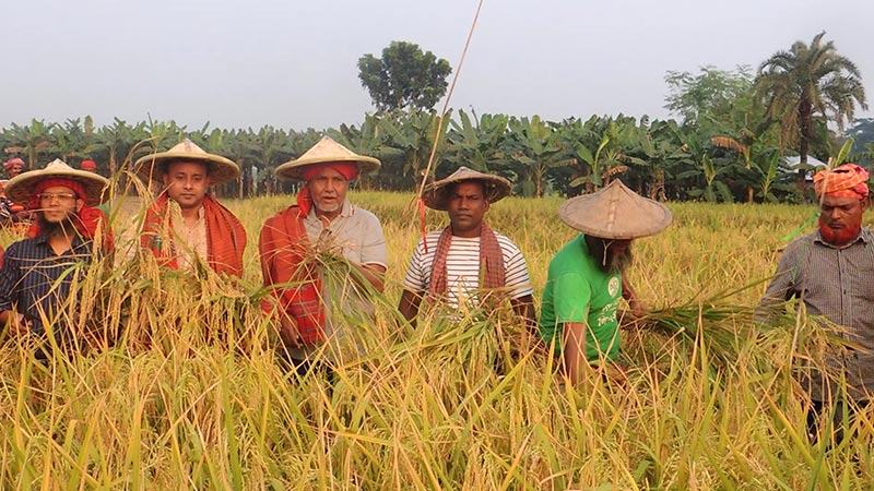 রোপা আমন ধানের নমুনা শস্য কর্তন