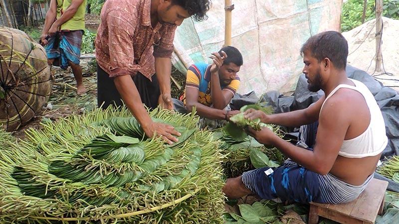 পানের দরপতনে হতাশ ঝিনাইদহের কৃষক