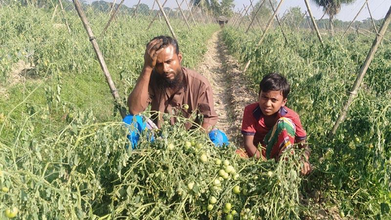 বাগেরহাটে কৃষকের ৩ হাজার টমেটো গাছ কাটল দুর্বৃত্তরা