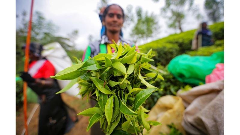 অক্টোবরে দেশে রেকর্ড দেড় কোটি কেজি চা উৎপাদন