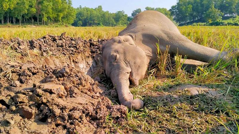 শেরপুরে আবারো বন্যহাতির মৃত্যু