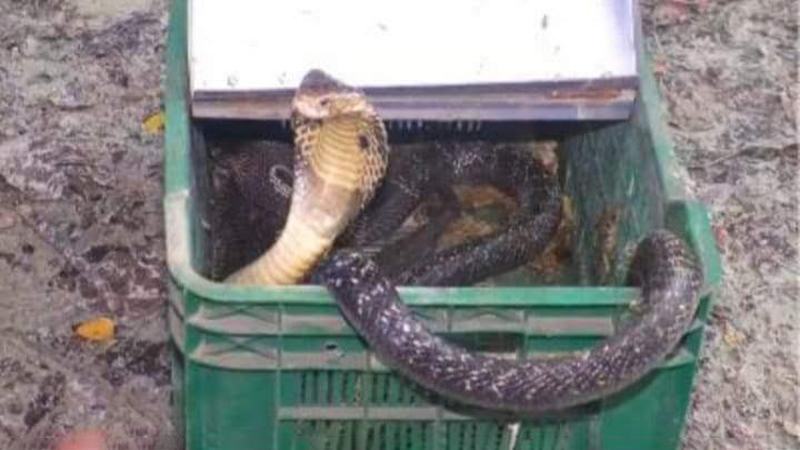 ক্ষতির মুখে ঝালকাঠির সাপের খামারিরা