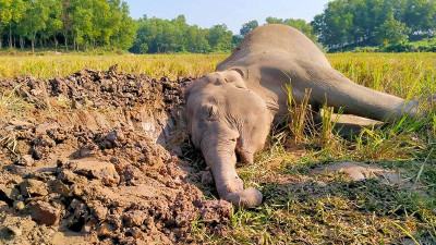 শেরপুরে আবারো বন্যহাতির মরদেহ উদ্ধার