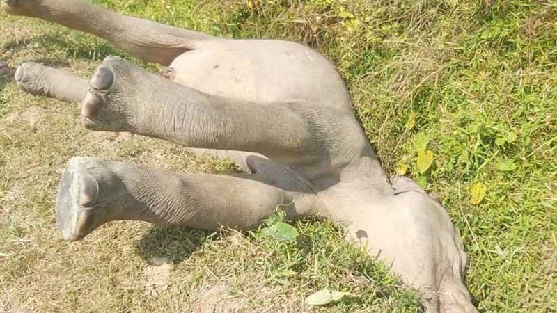 কক্সবাজারে আবারো হাতির মরদেহ উদ্ধার