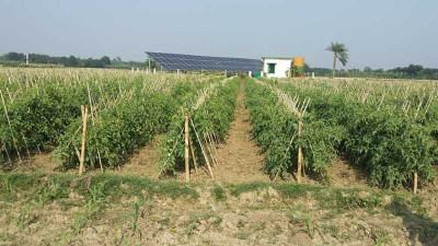 রাজশাহীতে ৬৬ হাজার টন টমেটো উৎপাদনের সম্ভাবনা