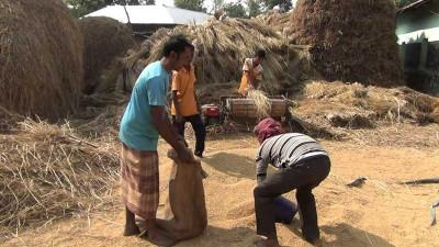 হিলিতে ধানের দরপতনে হতাশ কৃষক