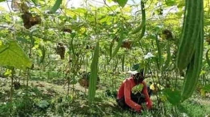ব্রাহ্মণবাড়িয়ায় দেশীয় পদ্ধতিতে সবজি চাষে সফলতা