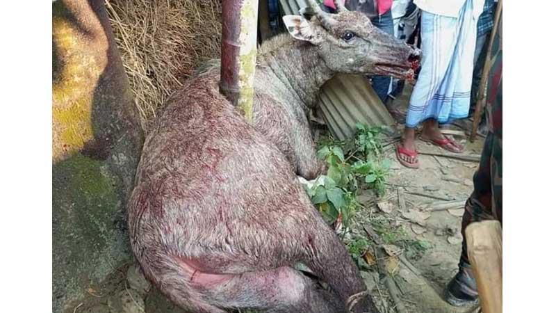 ঠাকুরগাঁওয়ে তাড়া খেয়ে জখম হয়ে মরল নীলগাই