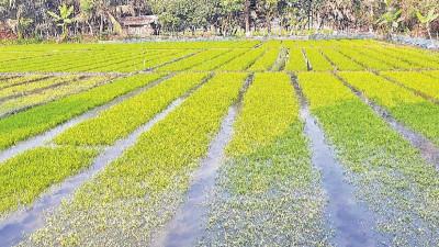 খুলনায় বেড়েছে বীজধানের দাম, দুশ্চিন্তায় কৃষক
