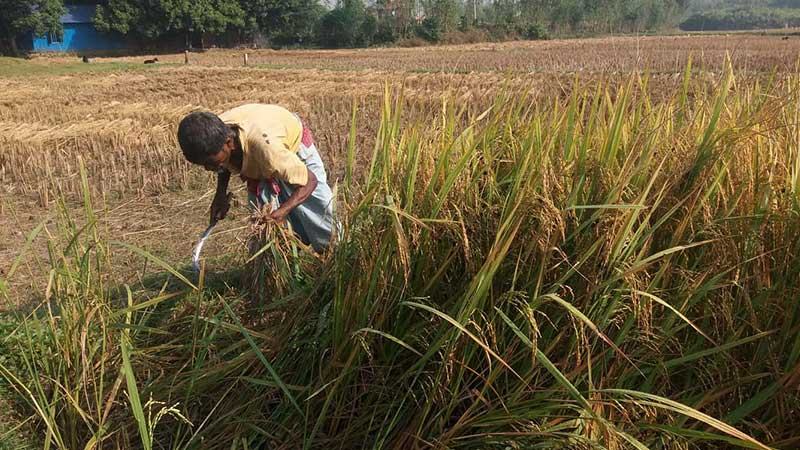 মিরসরাইয়ে লক্ষ্যমাত্রার চেয়ে বেশি জমিতে আমন চাষ
