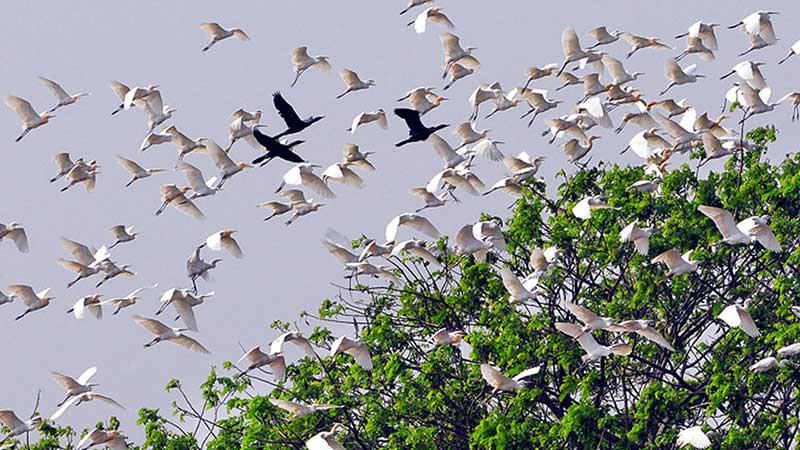 দেশী-বিদেশী পাখির কলতানে মুখর নড়াইলের পানিপাড়া গ্রাম