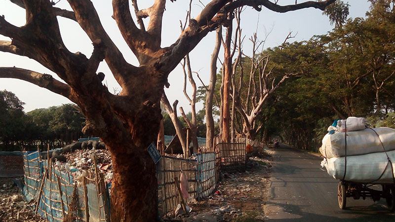 সাতক্ষীরায় পৌরবর্জ্যের বিষাক্ত গ্যাসে মরছে সড়কের গাছ