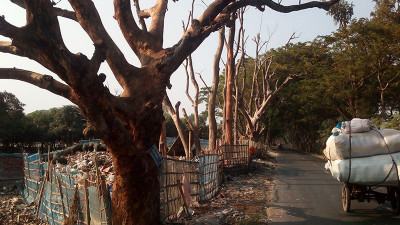 সাতক্ষীরায় পৌরবর্জ্যের বিষাক্ত গ্যাসে মরছে সড়কের গাছ