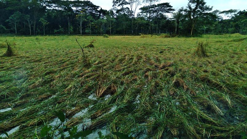 ঝালকাঠিতে জাওয়াদের প্রভাব : কৃষিতে ব্যাপক ক্ষতি