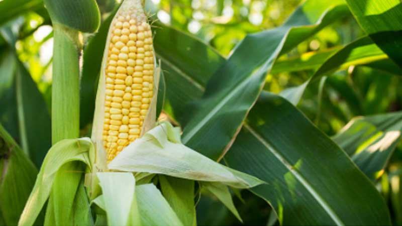 ভোমরা স্থলবন্দর দিয়ে ভুট্টা আমদানি বেড়েছে