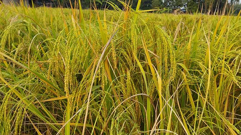 করোনার প্রভাবে দিনাজপুরে কমেছে সুগন্ধি ধান আবাদ