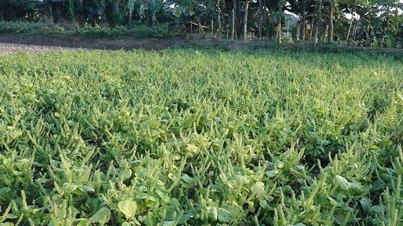 মেহেরপুরে চাষ হচ্ছে কোরিয়ান তেলবীজ সাউ পেরিলা