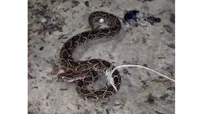 ভোলায় বিষধর সাপ রাসেল ভাইপার উদ্ধার