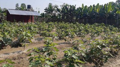 বগুড়ায় বাণিজ্যিকভাবে ত্বিন ফল চাষ শুরু