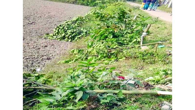 সোনারগাঁয় ৩০টি ফলদ গাছ কেটেছে দুর্বৃত্তরা
