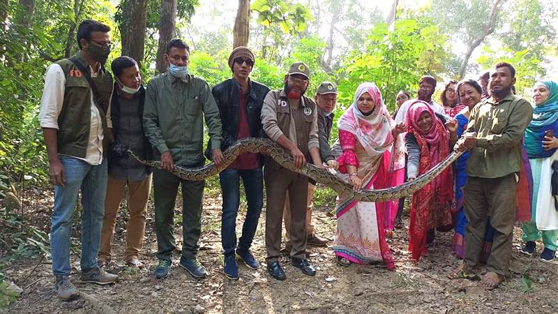 লোকালয়ে পাওয়া ১৫ ফুট অজগর বনে অবমুক্ত