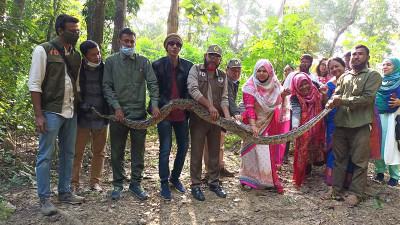 লোকালয়ে পাওয়া ১৫ ফুট অজগর বনে অবমুক্ত