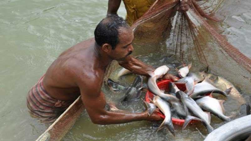 নাটোরে ৩০ হাজার চাষী স্বস্তিতে