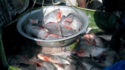 দেশে পিরানহামুক্ত প্রথম জেলা রংপুর
