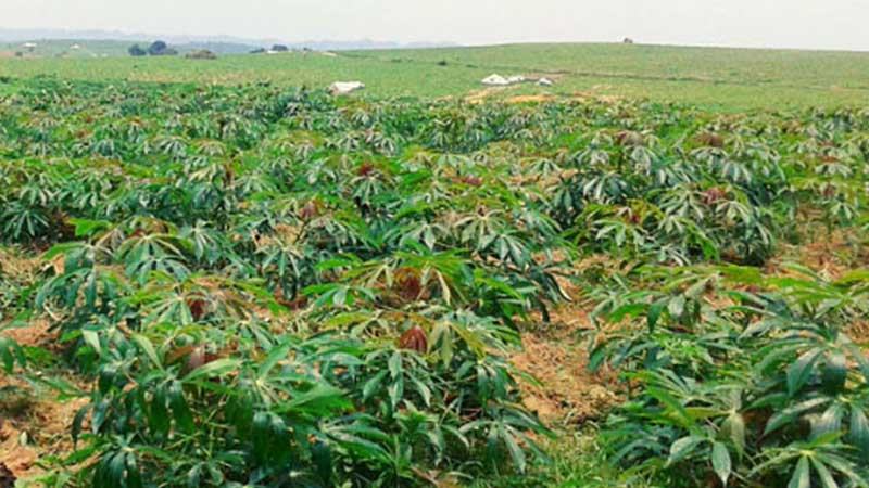 মিরসরাইয়ে লাভজনক ফসল কাসাভা চাষে আগ্রহ বাড়ছে