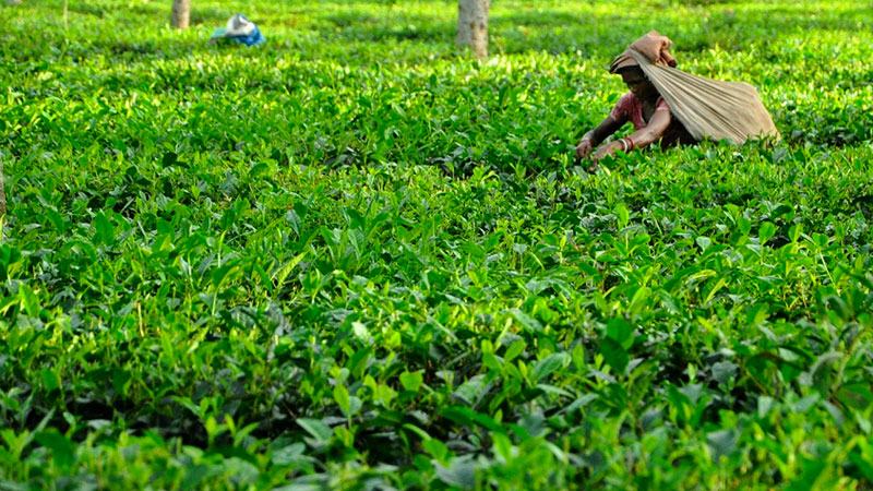 নতুন রেকর্ডের পথে দেশের চা উৎপাদন