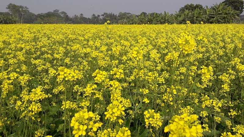 হাকিমপুরে লক্ষ্যমাত্রার অধিক জমিতে সরিষা আবাদ