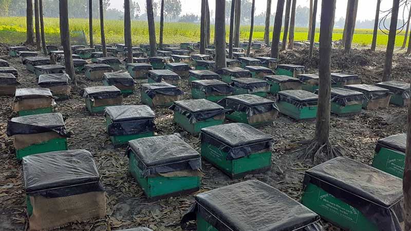 নড়াইলে ৩ বছরে মধু উৎপাদনের লক্ষ্যমাত্রা বেড়েছে ৫০ গুণ