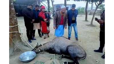 ঠাকুরগাঁওয়ে আবারো ধরা পড়ল নীলগাই