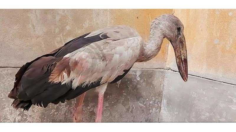 সিরাজগঞ্জে আহত শামুকখোল পাখি উদ্ধার