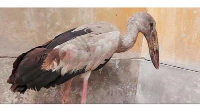 সিরাজগঞ্জে আহত শামুকখোল পাখি উদ্ধার