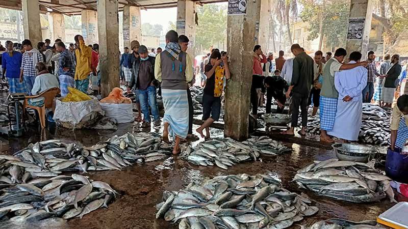 ইলিশে সয়লাব কক্সবাজারের ফিশারিঘাট, দামও কম