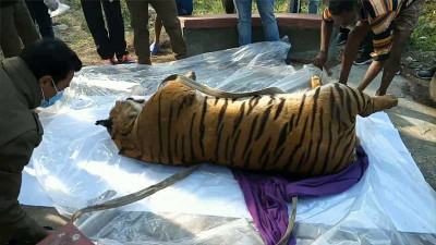 সুন্দরবনে উদ্ধার মৃত বাঘটির ময়নাতদন্ত সম্পন্ন