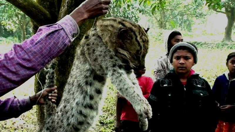 নাটোরে মেছোবাঘ পিটিয়ে মারল গ্রামবাসী