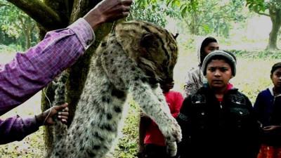 নাটোরে মেছোবাঘ পিটিয়ে মারল গ্রামবাসী