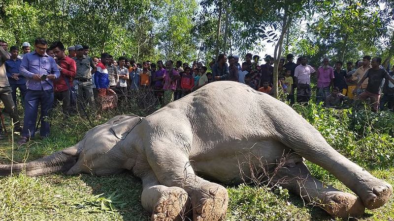 বিচরণক্ষেত্র ধ্বংস করে কৃষিকাজ, ১৭ বছরে ৯০ হাতি হত্যা