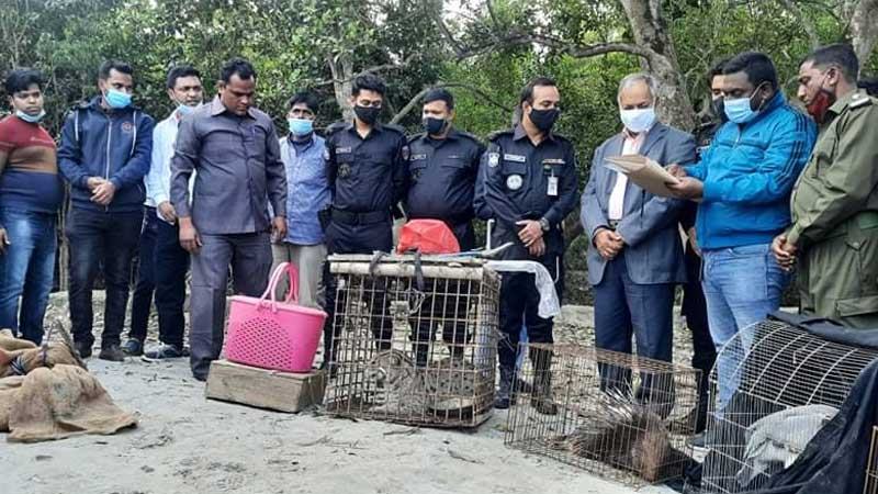 র‌্যাবের অভিযানে উদ্ধার বন্যপ্রাণী সুন্দরবনে অবমুক্ত
