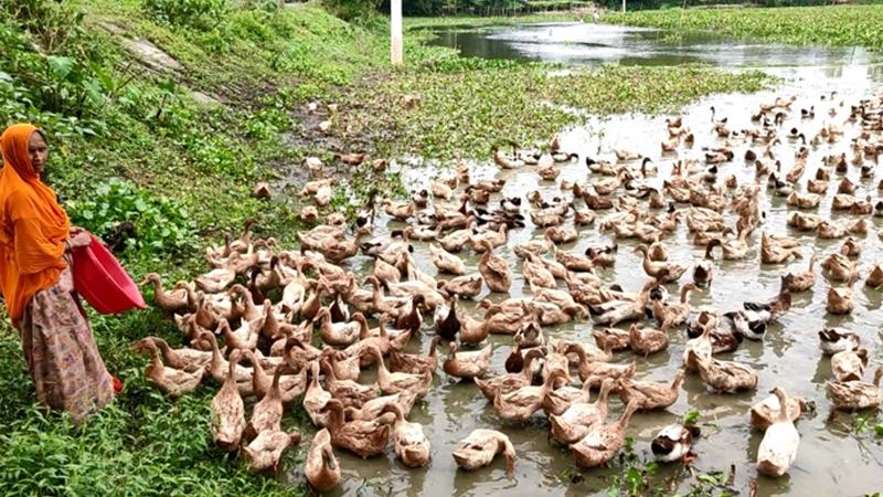 ভোলার চরাঞ্চলে হাঁস পালনে দুই শতাধিক যুবকের দিনবদল
